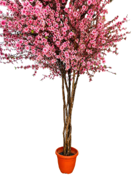Sakura Blossom Tree
